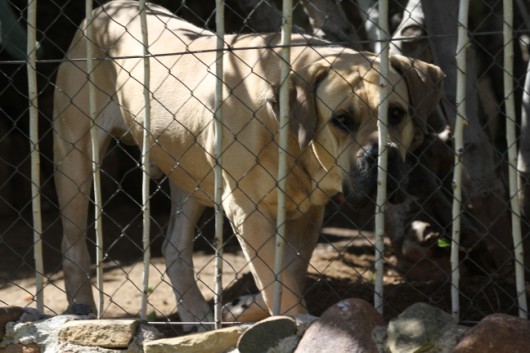 Hitler, de hond van onze buren