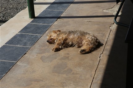Vermoeide hond op het terras