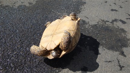 Op zijn rug liggende schildpad