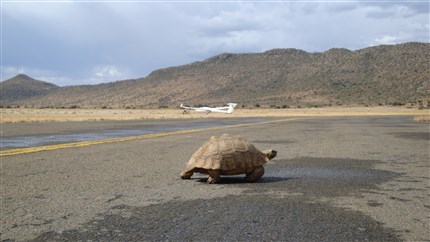 Schildpad