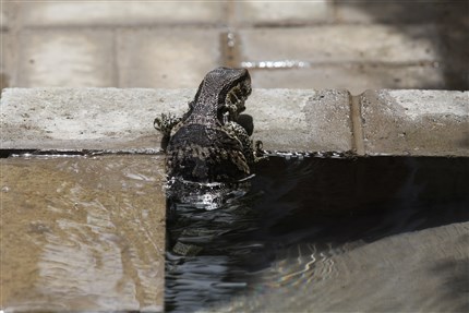 Leguaan steekt kop uit irrigatiekanaal